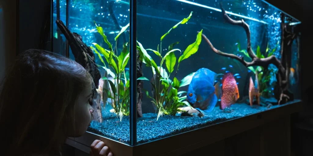 Can Fish Recognize Their Owners?