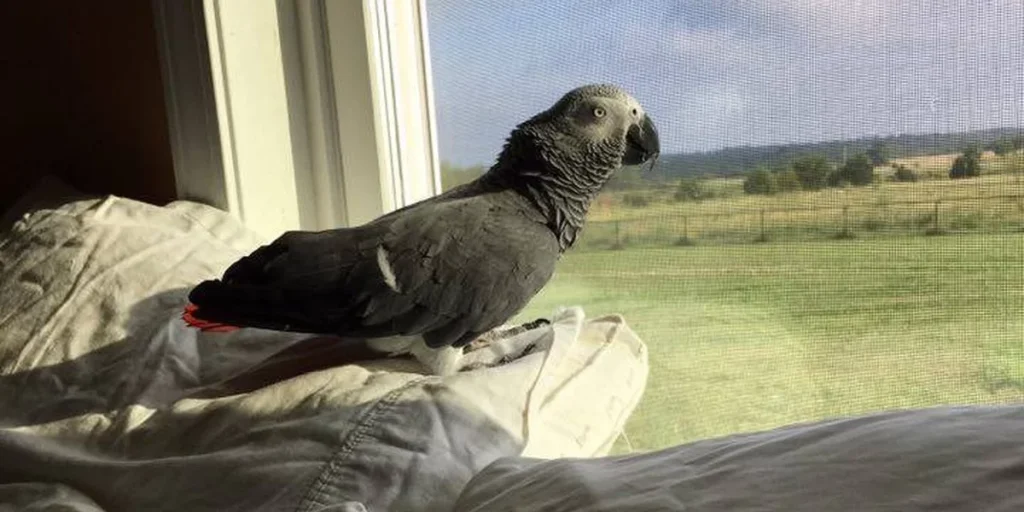 Why Is My Bird Biting Me?