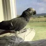 Why Is My Bird Biting Me?