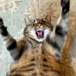 What’s the Best Way to Calm a Nervous Pet?