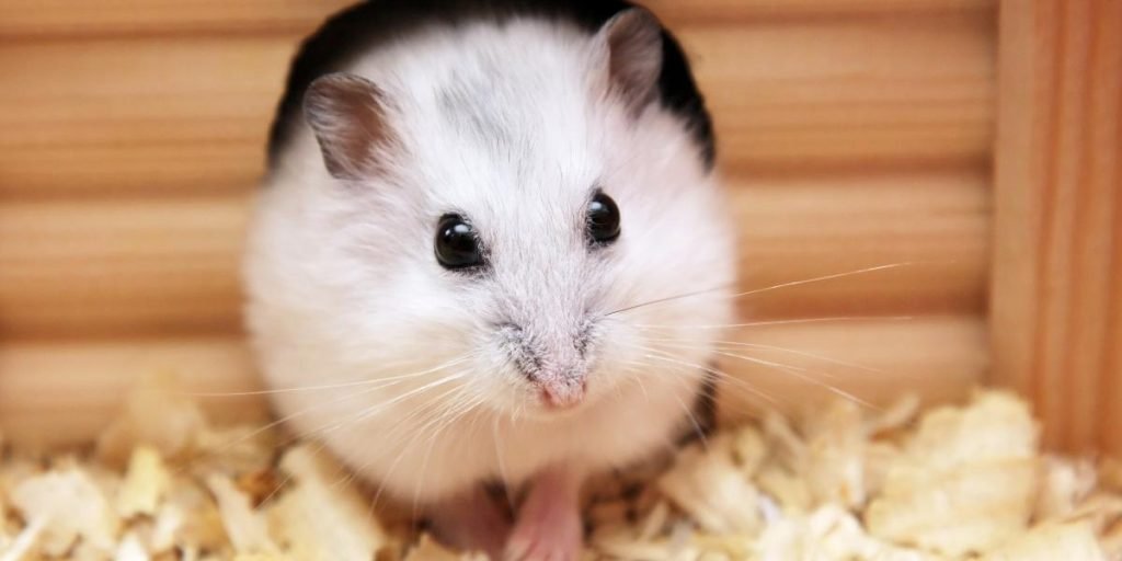 What’s the Best Way to Bond with a Hamster?