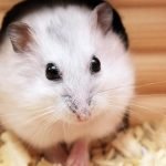 What’s the Best Way to Bond with a Hamster?