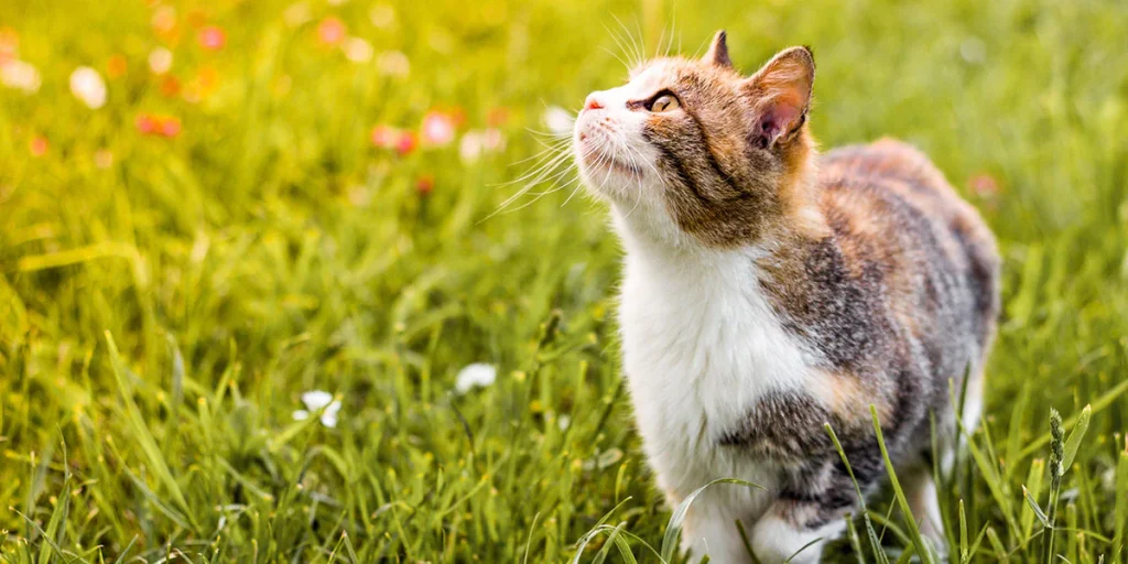 Why Does My Cat Knead Me?