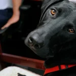 Can Dogs Eat Fruits Like Bananas and Apples?