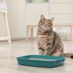 What Vaccines Does My Pet Need Annually?