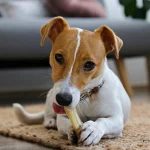 How Can I Stop My Dog From Barking At Night?