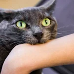 Why Does My Cat Purr Constantly?