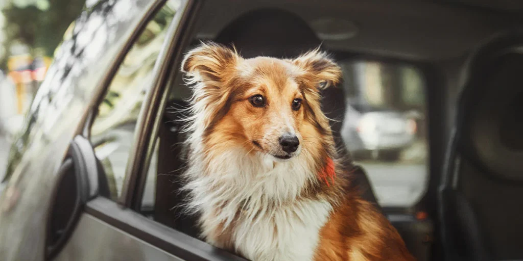 How Do I Socialize a Rescue Dog?