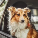 How Do I Socialize a Rescue Dog?