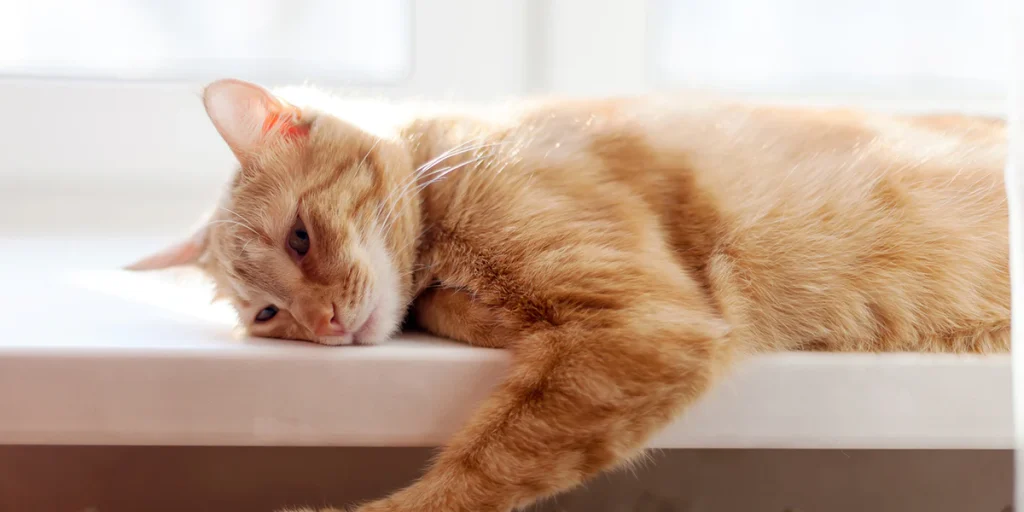 How Do I Stop My Cat from Scratching the Furniture?