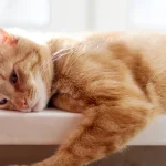 How Do I Stop My Cat from Scratching the Furniture?