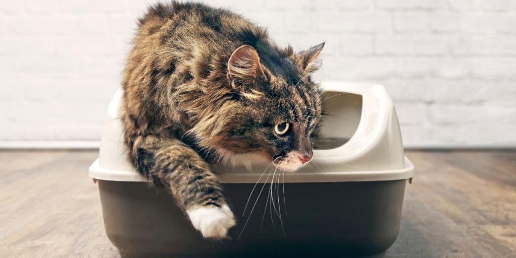 How Often Should I Take My Cat to the Vet?