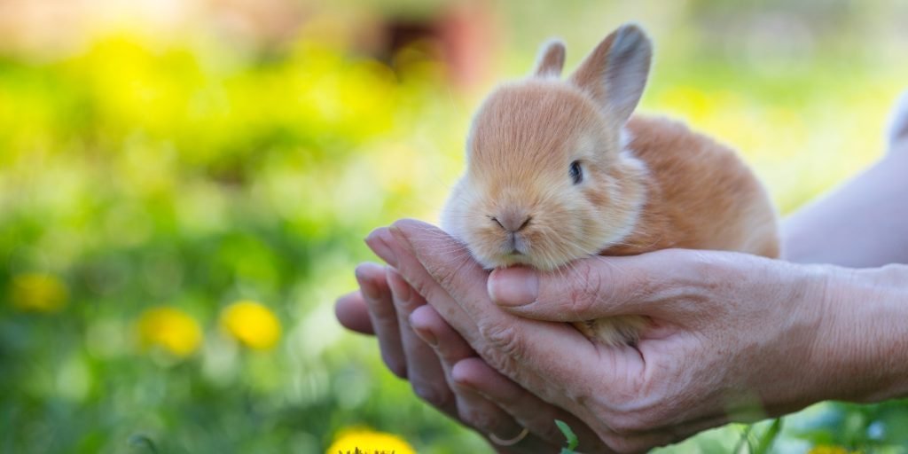 Can Rabbits Live Outdoors All Year Round?
