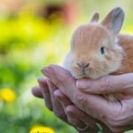 Can Rabbits Live Outdoors All Year Round?
