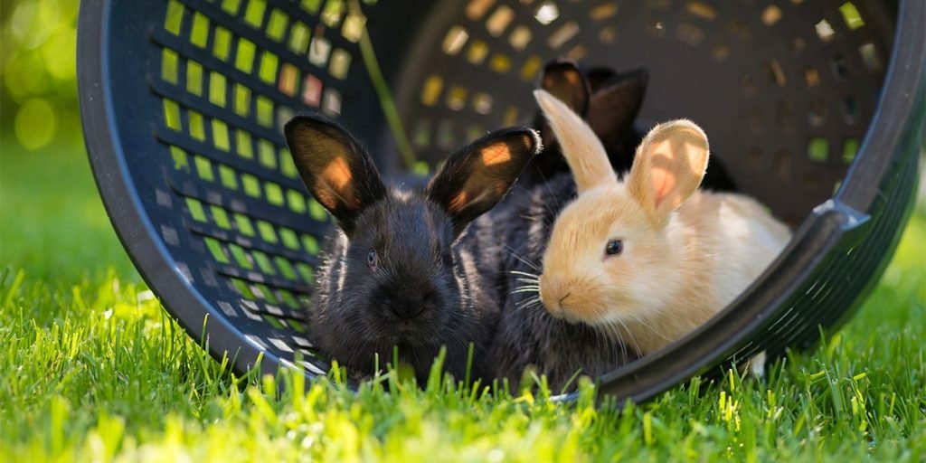 What Are the First Signs of Dehydration in Pets?