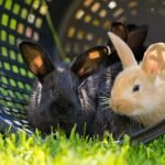 What Are the First Signs of Dehydration in Pets? What Are the First Signs of Dehydration in Pets?