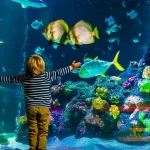 What’s the Ideal Temperature for My Aquarium?