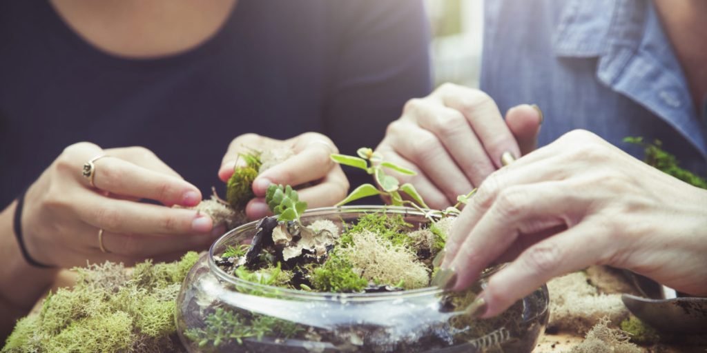 How Do I Set Up a Healthy Terrarium?