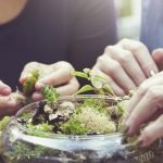 How Do I Set Up a Healthy Terrarium? How Do I Set Up a Healthy Terrarium?