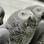 Can Birds Get Depressed?