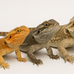 Do Reptiles Like Being Handled?
